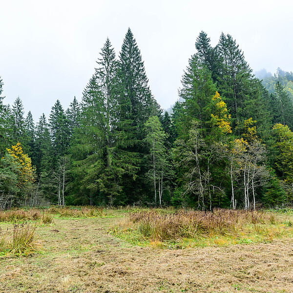 Bundesforste sichern durch Moorpflege wertvollen Lebensraum im Pyhrnmoos
