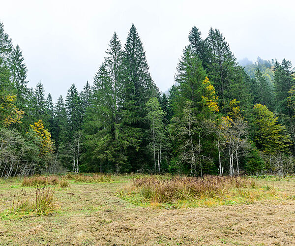 Bundesforste sichern durch Moorpflege wertvollen Lebensraum im Pyhrnmoos