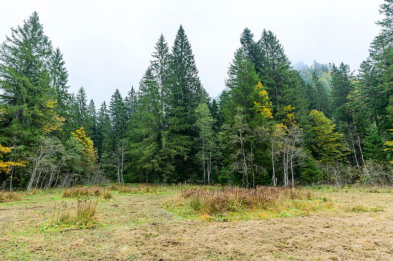Moorwiese im Pyhrnmoos (c) oebf/W. Simlinger