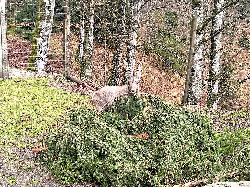 Steinbock in Wildgehege des Cumberland Wildparks Grünau (c) D. Edelbacher/Cumberland Steinbock in Wildgehege des Cumberland Wildparks Grünau (c) D. Edelbacher/Cumberland