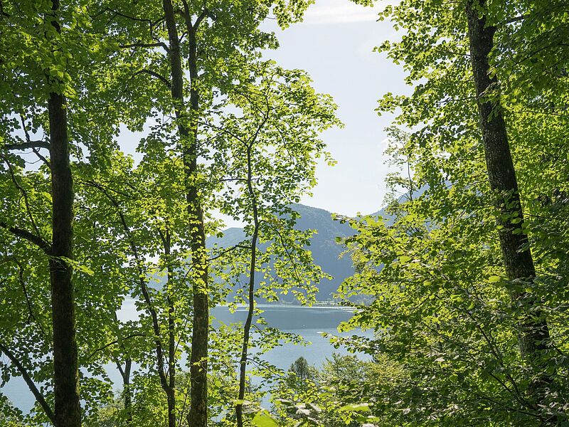 Tiefblicke auf den Mondsee bei der Waldführung am Almkogel nahe St. Lorenz (c) ÖBf/W. Lienbacher
