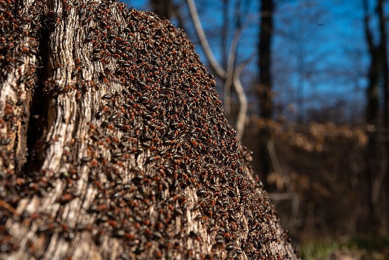Ameisenhaufen Wienerwald
