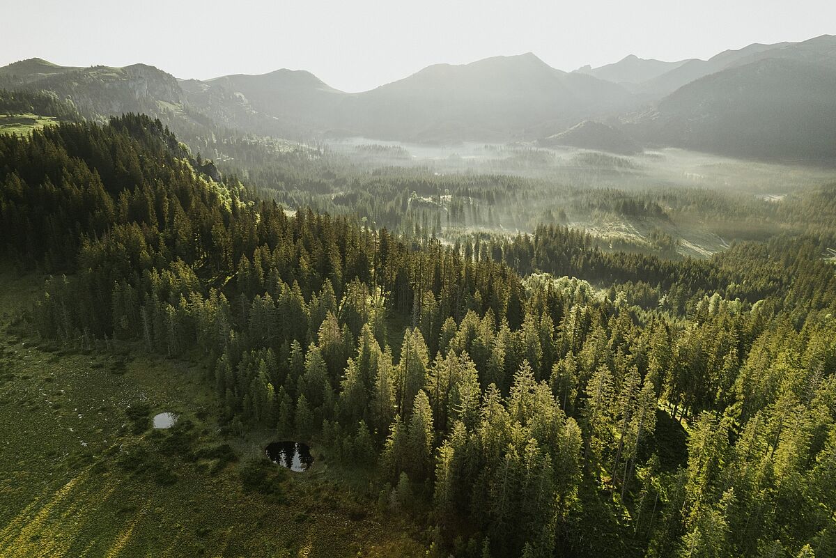 Nassköhrmoor (c) oebf/Nicole Seiser Nassköhrmoor (c) oebf/Nicole Seiser