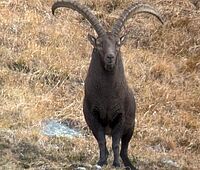 Abschuss Steinbock Kl. I mit Pirschführung