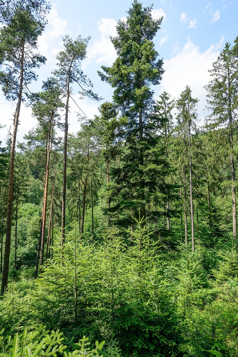 Wald der Zukunft - struktur- und artenreiche Mischwälder (c) ÖBf-Archiv/W. Simlinger