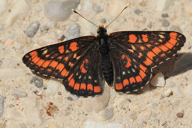 Eschenscheckenfalter (c) Umweltbüro Cerny