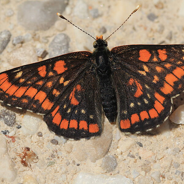 Unterstützung für den Eschenscheckenfalter