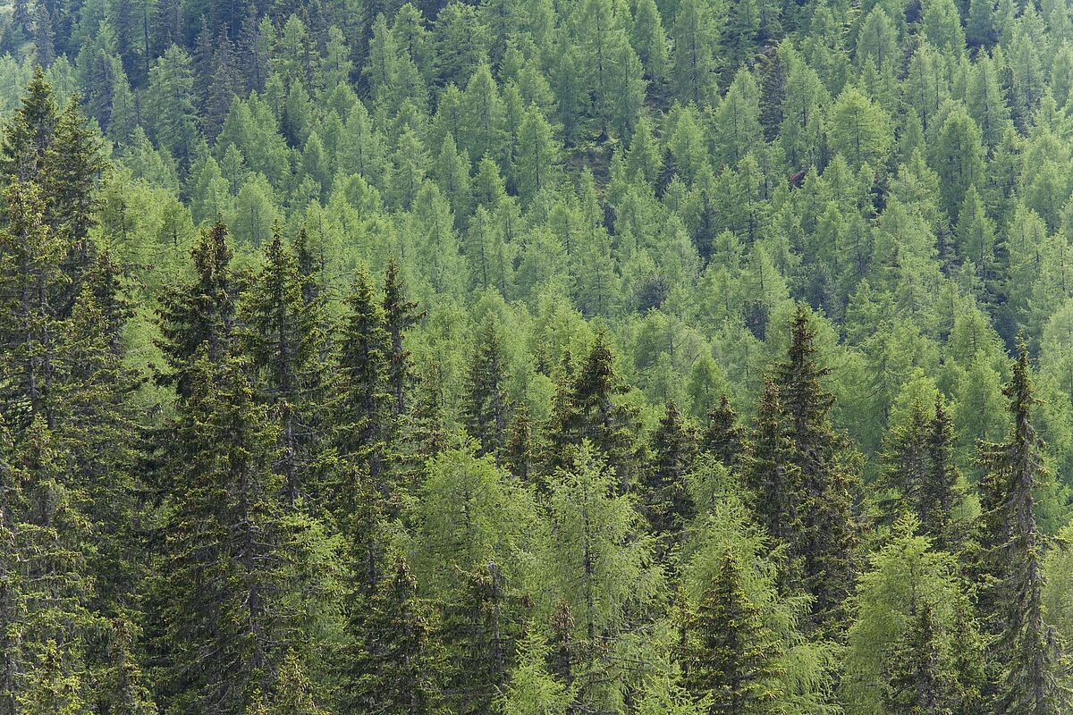 Mischwald, © ÖBf-Archiv/F. Pritz Mischwald, © ÖBf-Archiv/F. Pritz