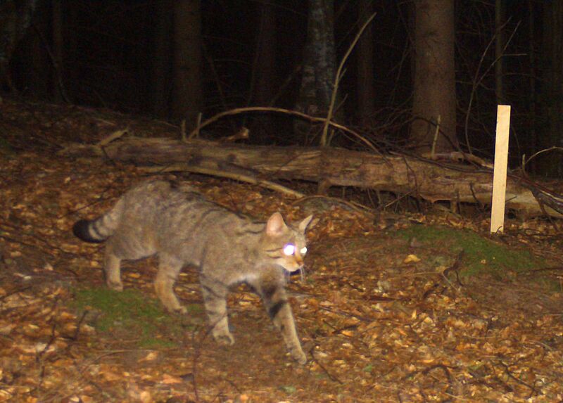 Wildkatzen-Sichtung in einer Fotofalle, (c) Felis 