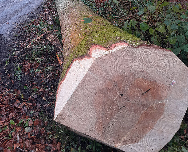 ÖBf-Tanne aus der Gemeinde Maria Schmolln (c) ÖBf/M. Berger