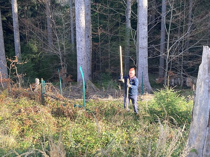 Pflanzung der Eschen auf Bundesforste-Flächen (c) Umweltbüro Cerny