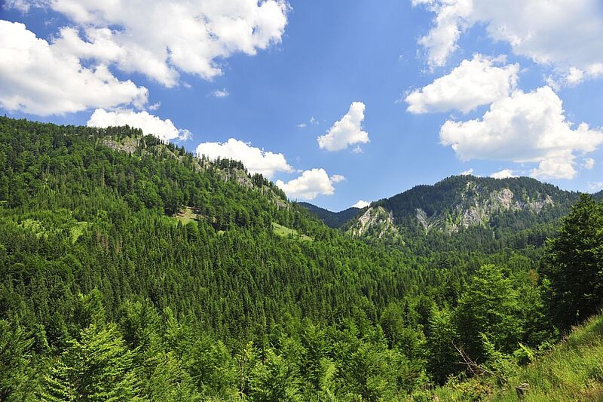 Blick vom Lassingbach auf den steirischen Rothwald, © ÖBf-Archiv/W. Simlinger Blick vom Lassingbach auf den steirischen Rothwald, © ÖBf-Archiv/W. Simlinger