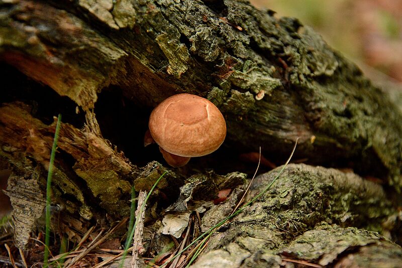 Pilz mit rundem Hut vor morschem Holz