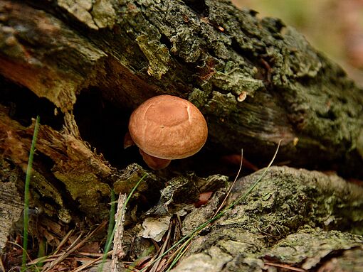 Pilz mit rundem Hut auf totem Holz