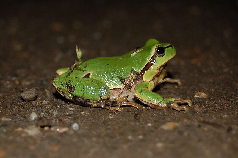 grüner Laubfrosch, auf der Erde sitzend