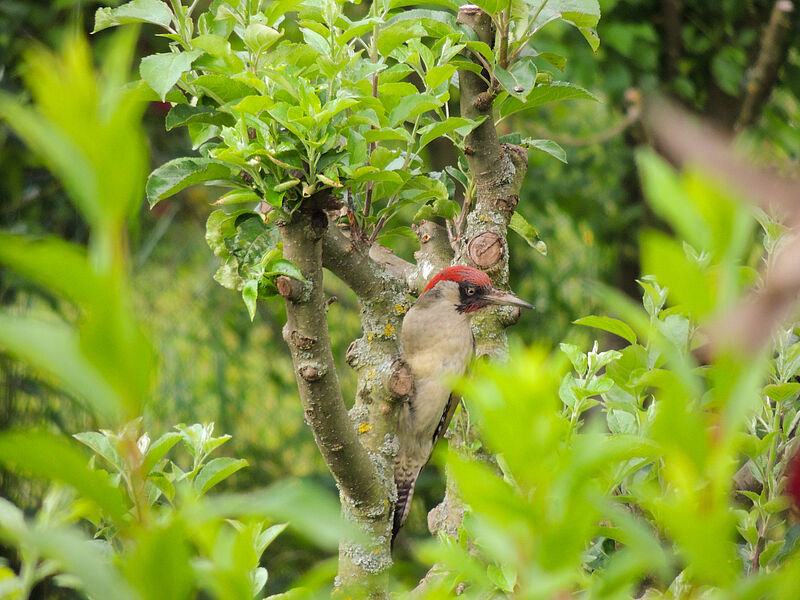 Grünspecht im Apfelbaum