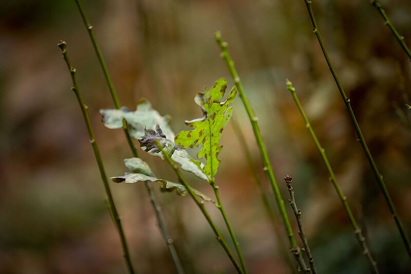 Aller Anfang ist Klein - Eichenbaumsetzling (c) Christian Husar Fotografie 2020