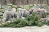 Verfütterung des traditionellen Christbaums an die Elefanten im Tiergarten Schönbrunn (c) Daniel Zupanc