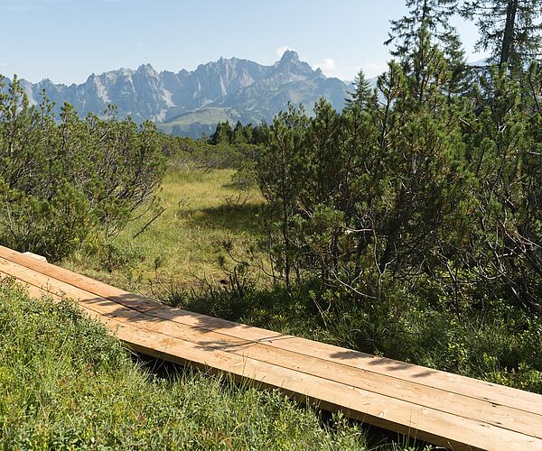Natur erleben, Moor schützen: Neuer Bohlenweg am Gerzkopf Natur erleben, Moor schützen: Neuer Bohlenweg am Gerzkopf