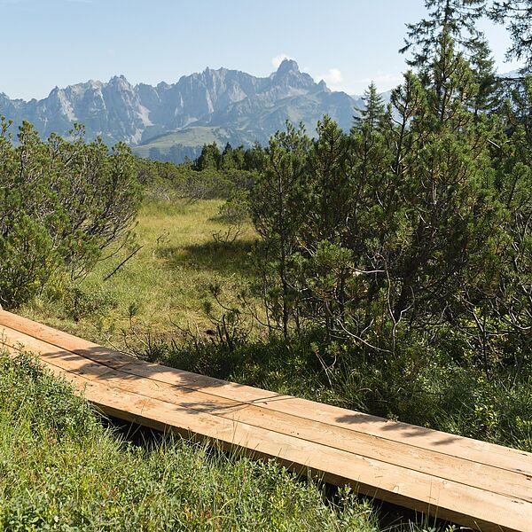 Natur erleben, Moor schützen: Neuer Bohlenweg am Gerzkopf