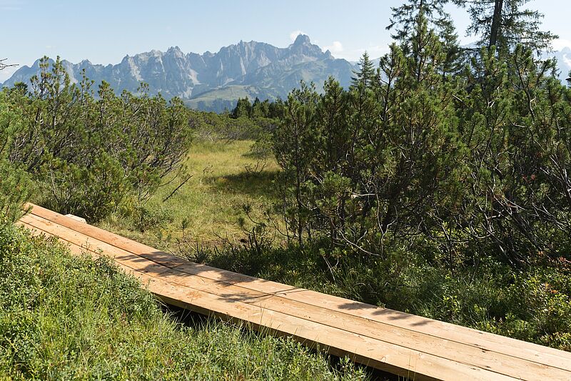 Natur erleben, Moor schützen: Neuer Bohlenweg am Gerzkopf