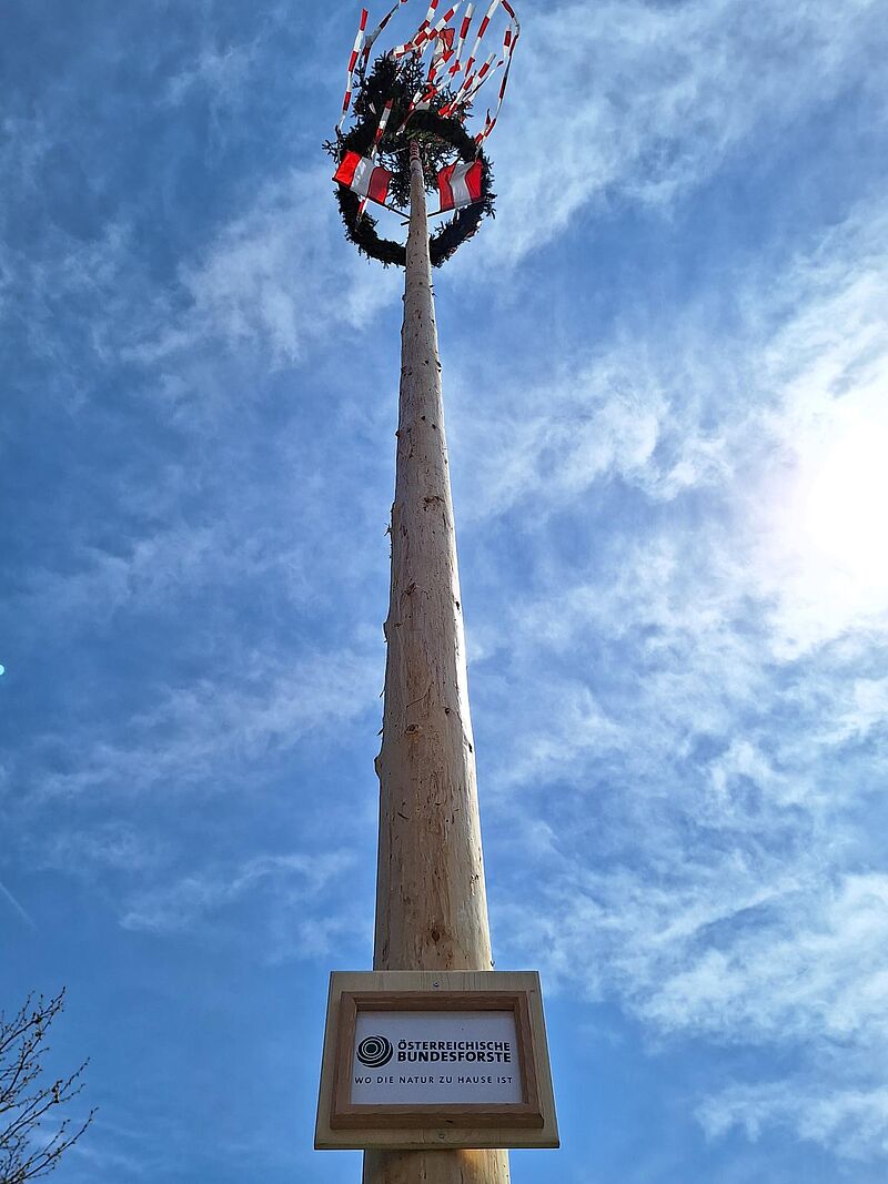 Maibaum von den Bundesforsten in Bab Bleiberg (c) ÖBf