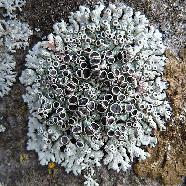 Langzeitforschung im Wald: Heimische Baumflechten werden seltener
