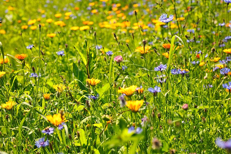 Bunte Blühwiese im ÖBf-Forstrevier Münichreith in Niederösterreich (c) oebf/Florian Platter Bunte Blühwiese im ÖBf-Forstrevier Münichreith in Niederösterreich (c) oebf/Florian Platter