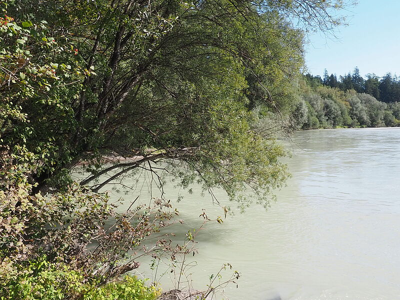 Blick auf die Innauen (c) Carolina Behensky