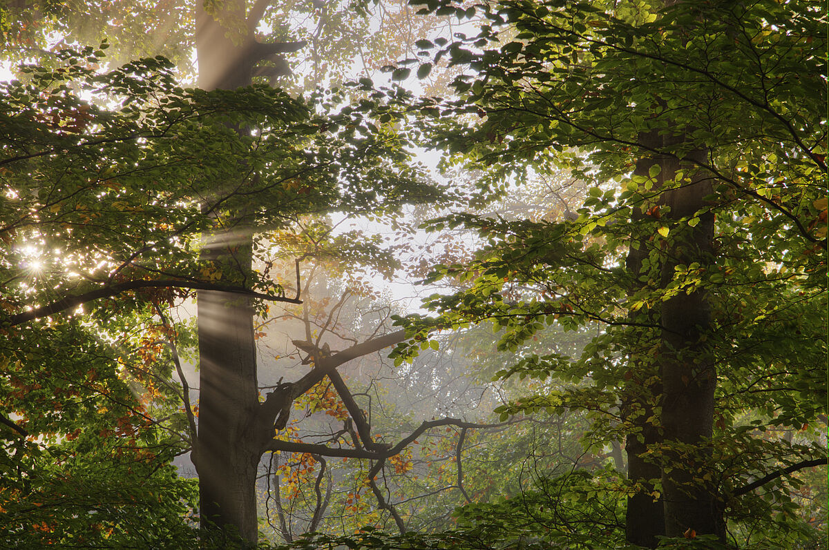 Buchenwald (c) ÖBf-Archiv/H. Köppel Buchenwald (c) ÖBf-Archiv/H. Köppel