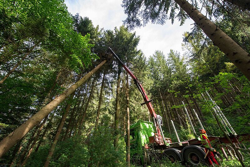 Per Kran wird der 50-jährige Nadelbaum aus dem Wald gehoben // Foto: ÖBf-Archiv/Frank Helmrich