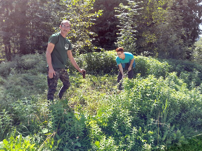 Zum Abschluss setzten die Teilnehmer*innen gemeinsam mit den ÖBf-Experten junge Zirben (c) ÖBf