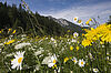 Bunte Blumenwiese im Vordergrund, im Hintergrund ist in der Ferne Bergpanorama zu erkennen.