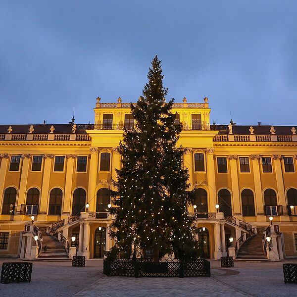 Christbaum der Bundesforste erstrahlt ab 21. November in Schönbrunn