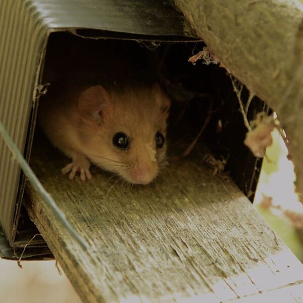 Schnarchende Haselmaus im Wienerwald (VIDEO)