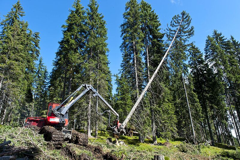 Holzernte mit Harvester