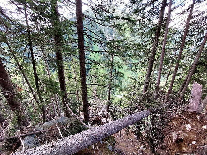 Schadholzfläche im Zillergrund © ÖBf 