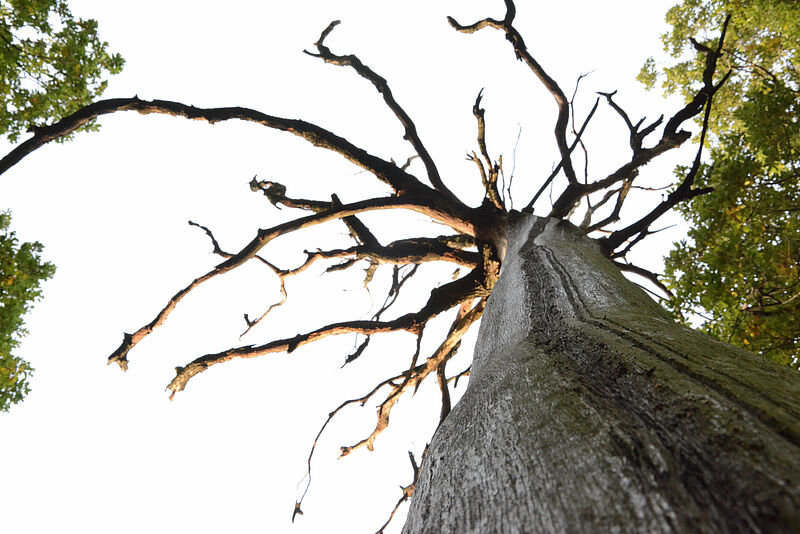 vom Blitz getroffener Baum mit verkohlten Ästen, Foto: Gernot Waiss