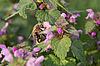 Biene sitzt auf einem Strauch mit rosa Blüten.