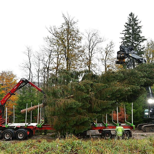 Bundesforste lassen Weihnachtsbaum nach Schönbrunn schweben
