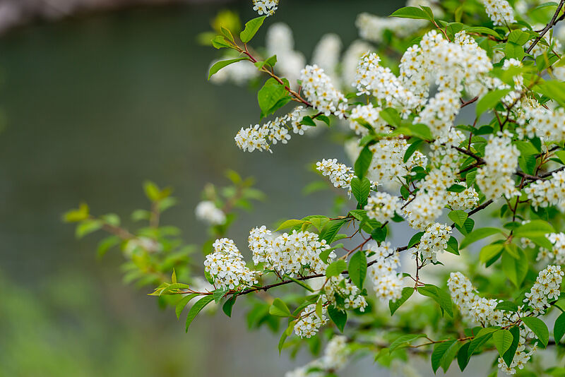 Die Traubenkirsche (prunus padus) - eine heimische Wildkirschenart