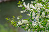 Die Traubenkirsche (prunus padus) - eine heimische Wildkirschenart