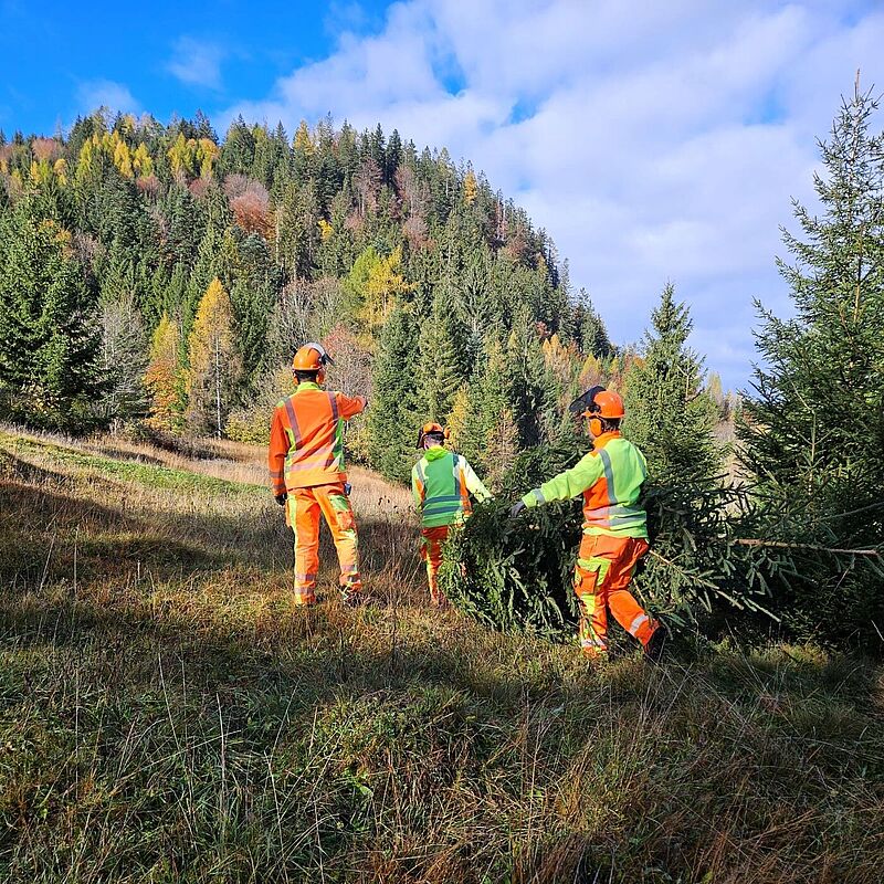 Auszubildende des Campus Oberrain bei der Christbaumernte im Leermoos (c) ÖBf 