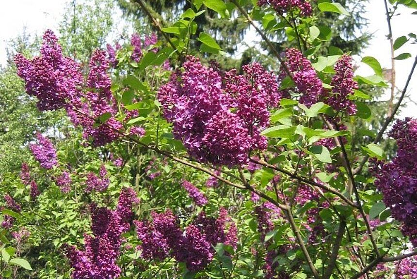 Flieder (Syringa vulgaris)
