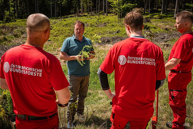 Frühjahrsaufforstungen im Kobernaußerwald mit ÖBf-Revierleiter Matthias Berger (c) ÖBf/Philipp Freund