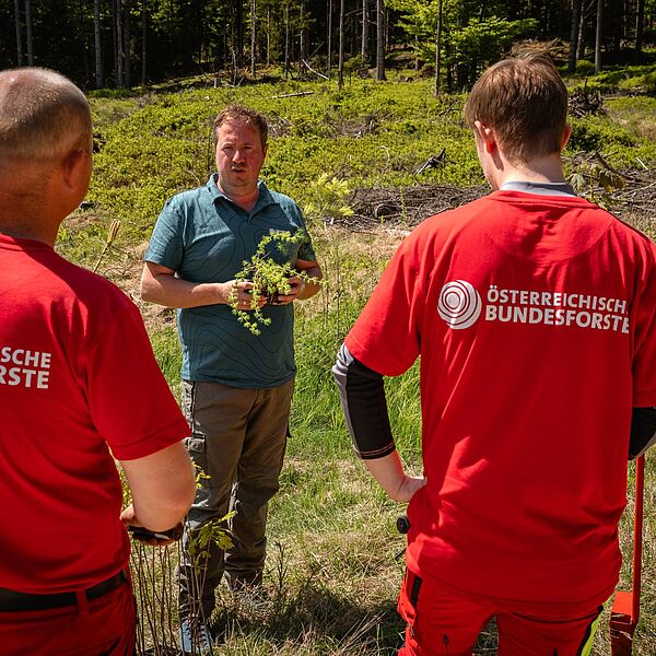 Frühjahrsaufforstungen im Kobernaußerwald
