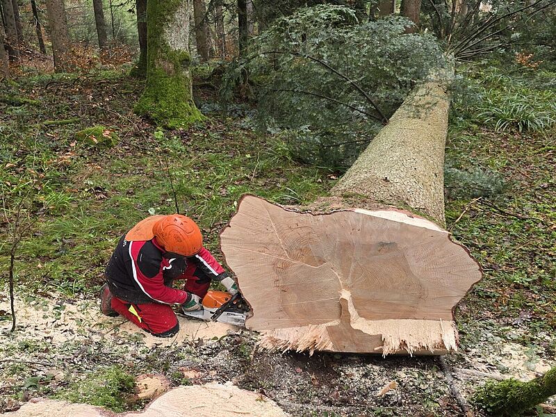 Die Weißtannen stammen aus dem ÖBf-Forstrevier Loibichl (c) Pfahlbauverein Attersee