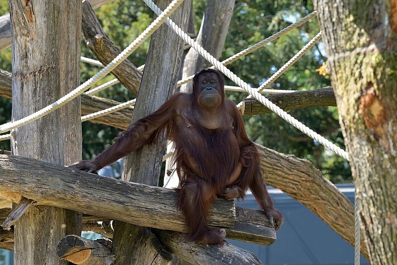 Orang-Utan-Weibchen Sari freut sich über das neue Kletterparadies im Tiergarten Schönbrunn (c) Norbert Potensky