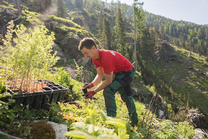 Forstfacharbeiter beim Vorbereiten eines Pflanzlochs für den Setzling (c) ÖBf/W. Lienbacher