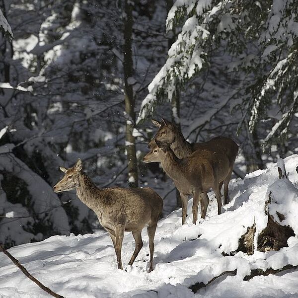 Stellungnahme: Wildtierfütterungen und Petition "Rotwild in Not"